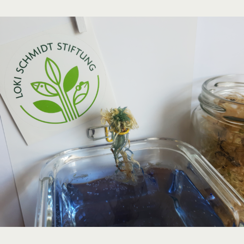 Torfmoose können das 30 Fache ihres Gewichts an Wasser speichern und filtern dabei Schadstoffe, im Experiment durch blaue Farbe dargestellt